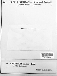 Ravenelia sessilis image